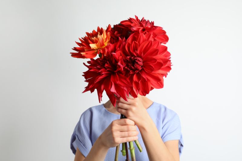 ダリアにはどんな花言葉があるの おすすめの種類やプレゼントシーンをご紹介 胡蝶蘭 スタンド花のプレミアガーデン