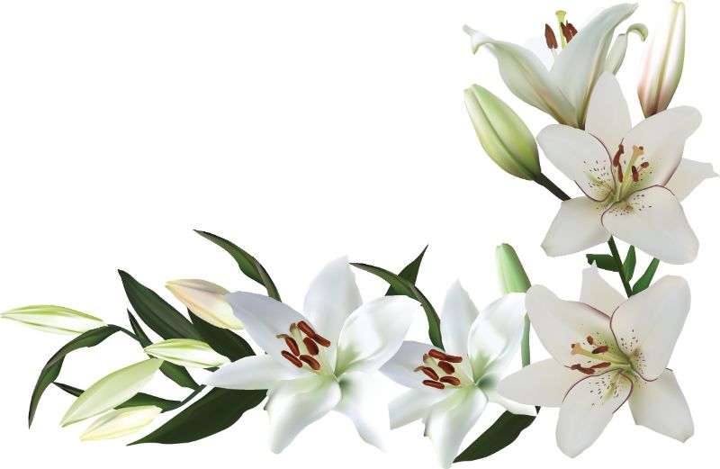 カスミソウの花言葉は色によって違う 種類やプレゼントのポイントもご紹介 胡蝶蘭 スタンド花のプレミアガーデン