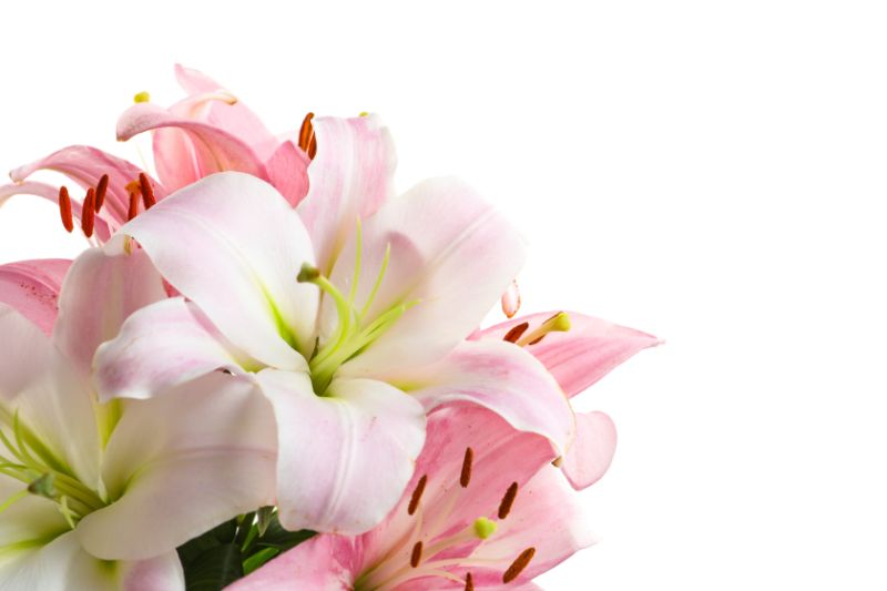 ユリ 百合 の花言葉は 種類や育て方まとめ 胡蝶蘭 スタンド花のプレミアガーデン
