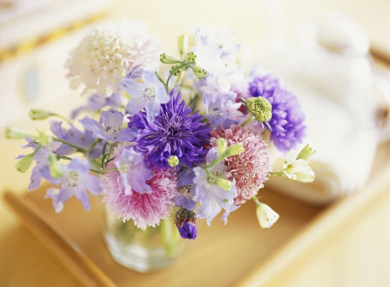スカビオサ 松虫草 の魅力とは 花言葉や育て方のポイントをご紹介 胡蝶蘭 スタンド花のプレミアガーデン