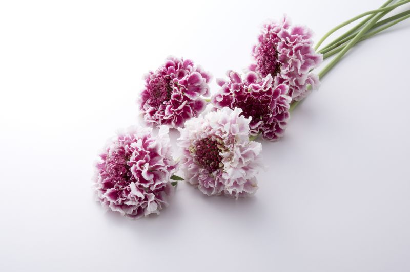 スカビオサ 松虫草 の魅力とは 花言葉や育て方のポイントをご紹介 胡蝶蘭 スタンド花のプレミアガーデン