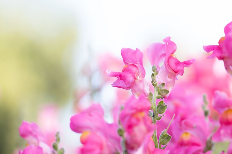 キンギョソウ 金魚草 の花言葉は 種類や育て方もまとめて解説 胡蝶蘭 スタンド花のプレミアガーデン