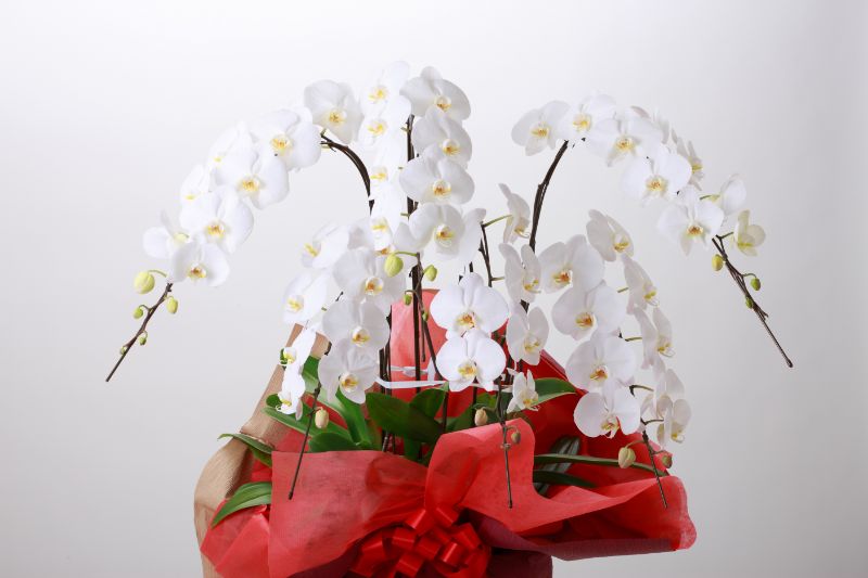 お花のプレゼントなら胡蝶蘭がおすすめ！ギフトに人気の理由や選び方をご紹介