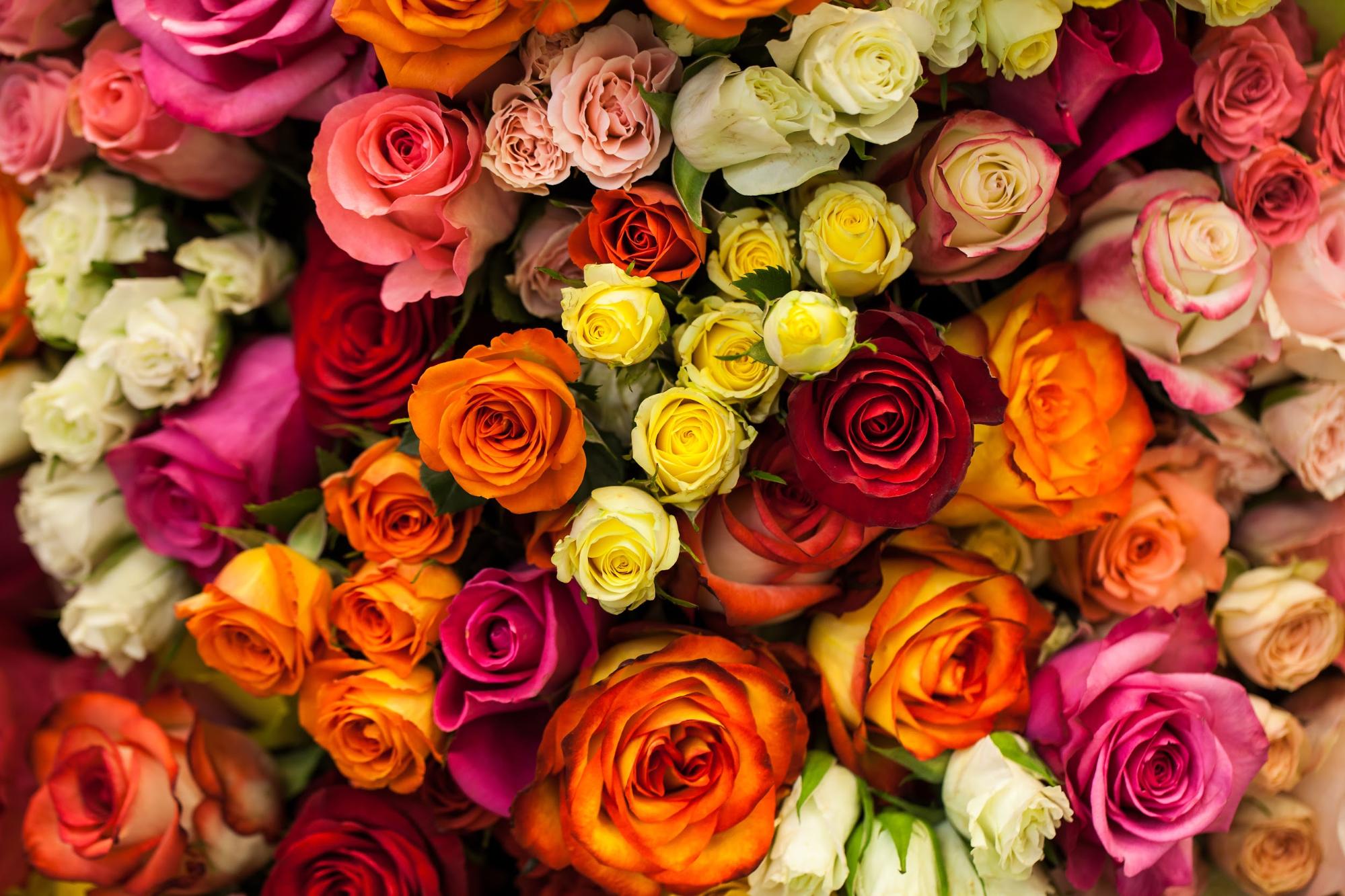 通販で購入する前にバラの色別の花言葉と意味を知ろう