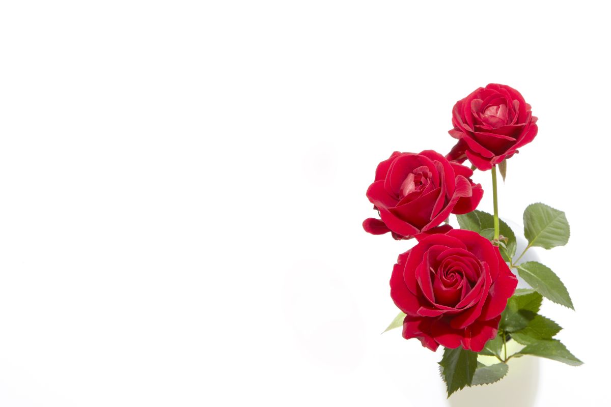 バラのお花で生活に彩りを！おしゃれな飾り方や人気品種、プレゼント