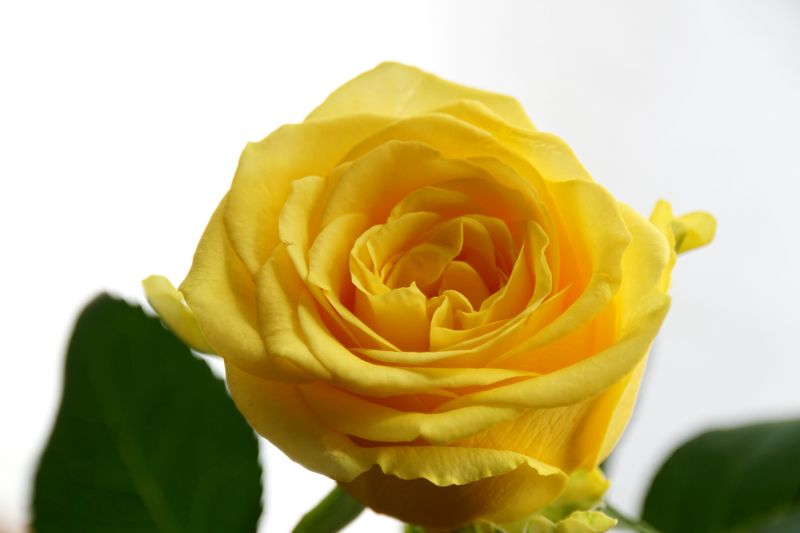 バラは通販と販売店 どちらでの購入がおすすめ 人気品種や苗の選び方まとめ 胡蝶蘭 スタンド花のプレミアガーデン