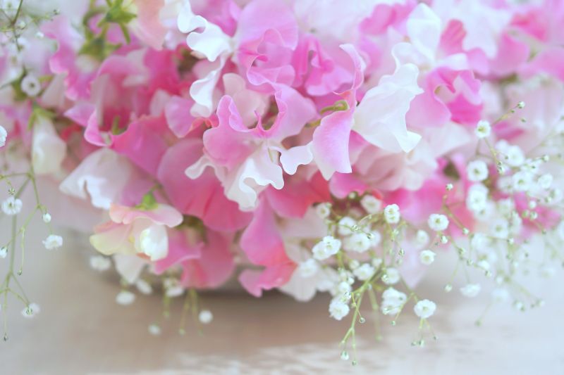 カスミソウをおしゃれに飾るコツは お花のプレゼント方法や人気品種をご紹介 胡蝶蘭 スタンド花のプレミアガーデン