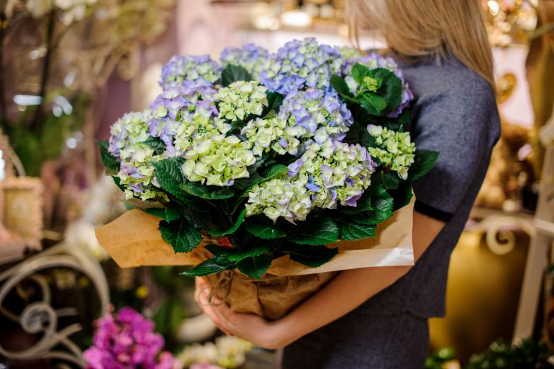 販売店や通販で購入できる人気のアジサイ7選 株の選び方や人気の品種をご紹介 胡蝶蘭 スタンド花のプレミアガーデン