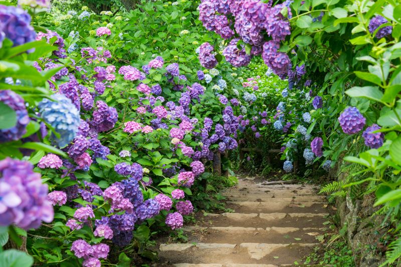 アジサイをプレゼントするなら必見 鉢植えなどのギフトスタイルや花言葉のご紹介 胡蝶蘭 スタンド花のプレミアガーデン