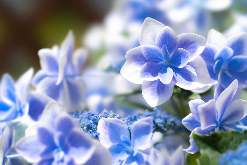 アジサイで日常をもっとおしゃれに 人気の定番 新品種ランキングをご紹介 胡蝶蘭 スタンド花のプレミアガーデン