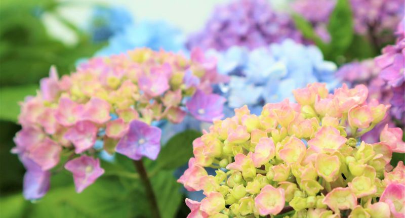 アジサイで日常をもっとおしゃれに 人気の定番 新品種ランキングをご紹介 胡蝶蘭 スタンド花のプレミアガーデン