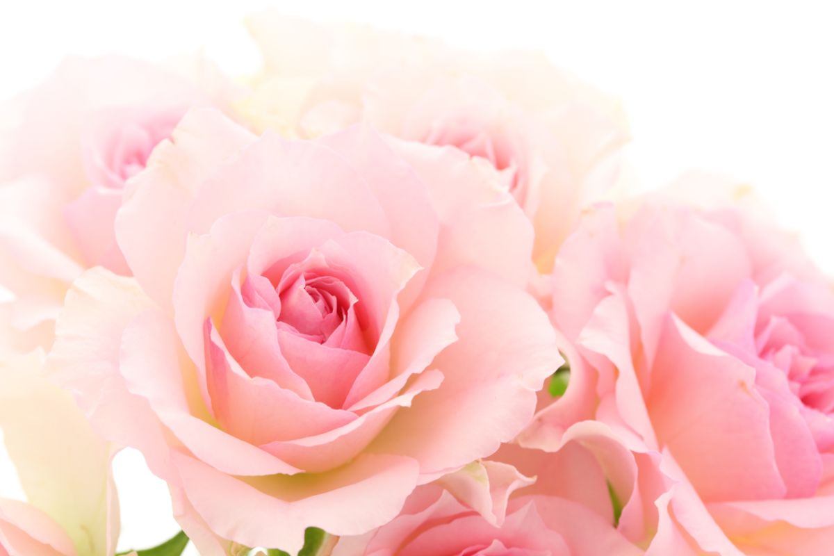バラを通販で購入するなら 元気な苗の選び方や通販でも人気の品種をご紹介 胡蝶蘭 スタンド花のプレミアガーデン