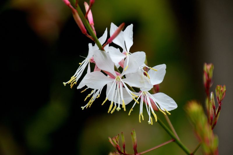 季節別 白い花の種類36選 花言葉も合わせてご紹介 胡蝶蘭 スタンド花のプレミアガーデン