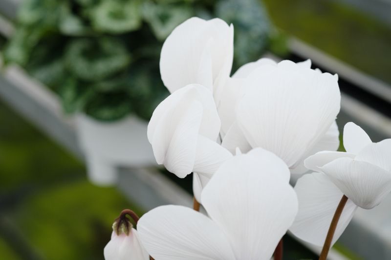 最適な価格 白い花 その他 Oyostate Gov Ng