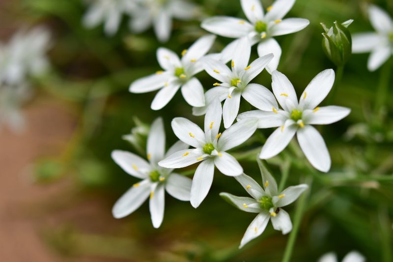 季節別 白い花の種類36選 花言葉も合わせてご紹介 胡蝶蘭 スタンド花のプレミアガーデン