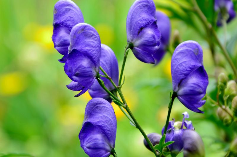 人気の青い花23選 花言葉の意味や特徴をご紹介 胡蝶蘭 スタンド花のプレミアガーデン