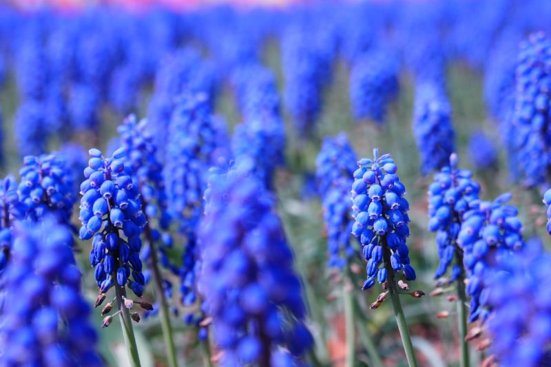 人気の青い花23選 花言葉の意味や特徴をご紹介 胡蝶蘭 スタンド花のプレミアガーデン