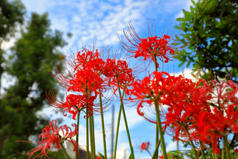 人気の赤い花22選 花言葉の意味や特徴をご紹介 胡蝶蘭 スタンド花のプレミアガーデン