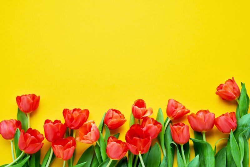 人気の赤い花22選 花言葉の意味や特徴をご紹介 胡蝶蘭 スタンド花のプレミアガーデン