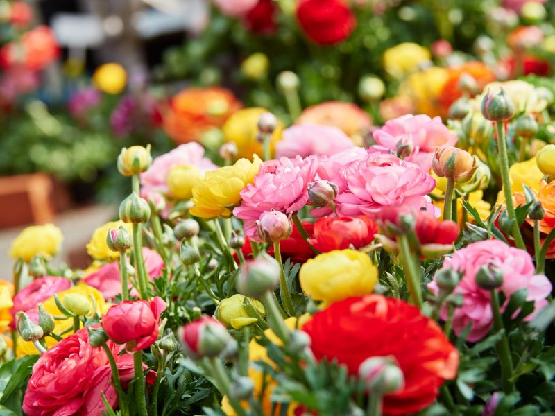 人気の花の種類23選 一覧で花言葉や特徴をご紹介 胡蝶蘭 スタンド花のプレミアガーデン