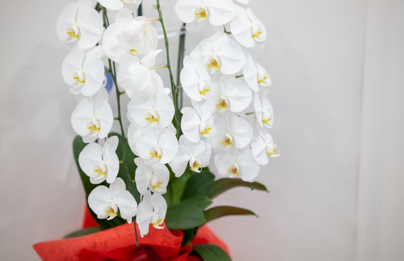 フラワーギフト胡蝶蘭の値段相場はいくら 大きさ 本数 輪数 色別に解説 胡蝶蘭 スタンド花のプレミアガーデン