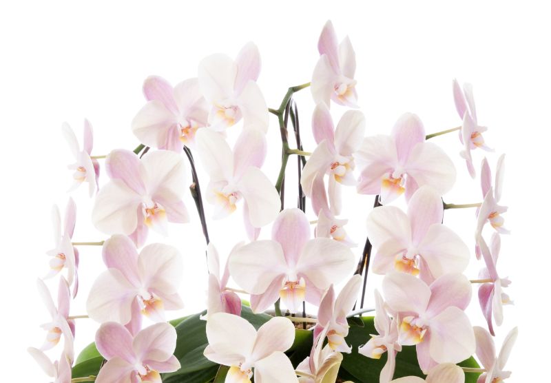 フラワーギフト胡蝶蘭の値段相場はいくら 大きさ 本数 輪数 色別に解説 胡蝶蘭 スタンド花のプレミアガーデン