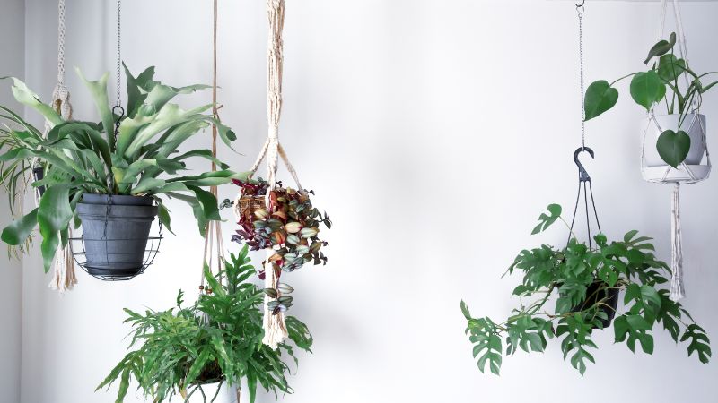 観葉植物はインテリアにおすすめ おしゃれに飾るコツや人気種類12選をご紹介 胡蝶蘭 スタンド花のプレミアガーデン