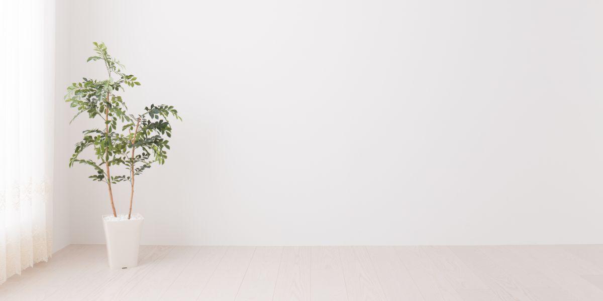 リビングをおしゃれにする観葉植物ランキング15選 風水やおすすめな飾り方を解説 胡蝶蘭 スタンド花のプレミアガーデン