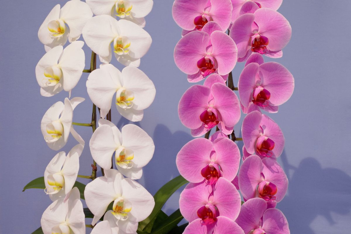 胡蝶蘭人気ランキング 通販サイトの値段が安い理由も徹底調査 胡蝶蘭 スタンド花のプレミアガーデン