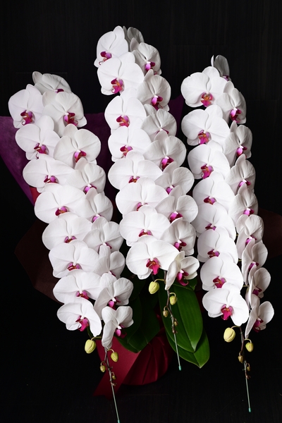 胡蝶蘭人気ランキング 通販サイトの値段が安い理由も徹底調査 胡蝶蘭 スタンド花のプレミアガーデン