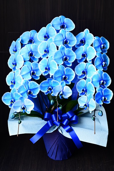 胡蝶蘭人気ランキング 通販サイトの値段が安い理由も徹底調査 胡蝶蘭 スタンド花のプレミアガーデン