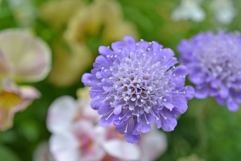 品種がたくさん スカビオサの豊富な種類とその生態を知り正しく育ててみよう 胡蝶蘭 スタンド花のプレミアガーデン
