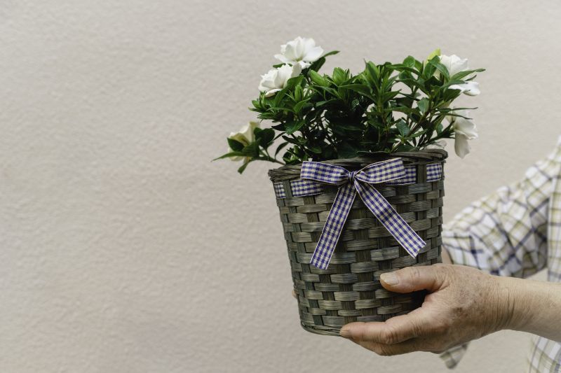 お見舞いにこの花言葉はng 贈るべき花とマナー違反なお花を紹介 胡蝶蘭 スタンド花のプレミアガーデン
