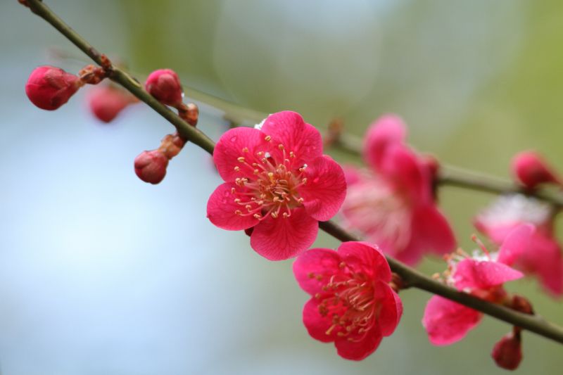 1月の誕生花一覧 誕生日にちなんだ花を贈ろう 胡蝶蘭 スタンド花のプレミアガーデン