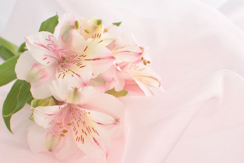 4月の誕生花一覧 誕生日にちなんだ花を贈ろう 胡蝶蘭 スタンド花のプレミアガーデン
