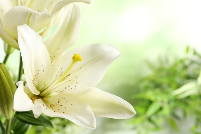 7月の誕生花一覧 誕生日にちなんだ花を贈ろう 胡蝶蘭 スタンド花のプレミアガーデン