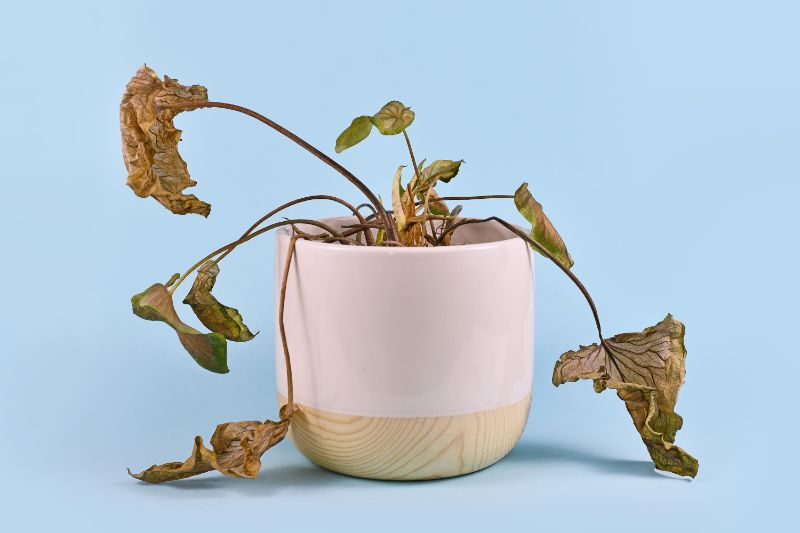 枯れた観葉植物は復活させられる 対処法と廃棄方法を紹介 胡蝶蘭 スタンド花のプレミアガーデン