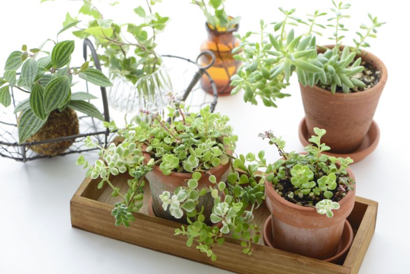 寝室の風水に効果的な観葉植物10選 選び方や注意点も紹介 胡蝶蘭 スタンド花のプレミアガーデン