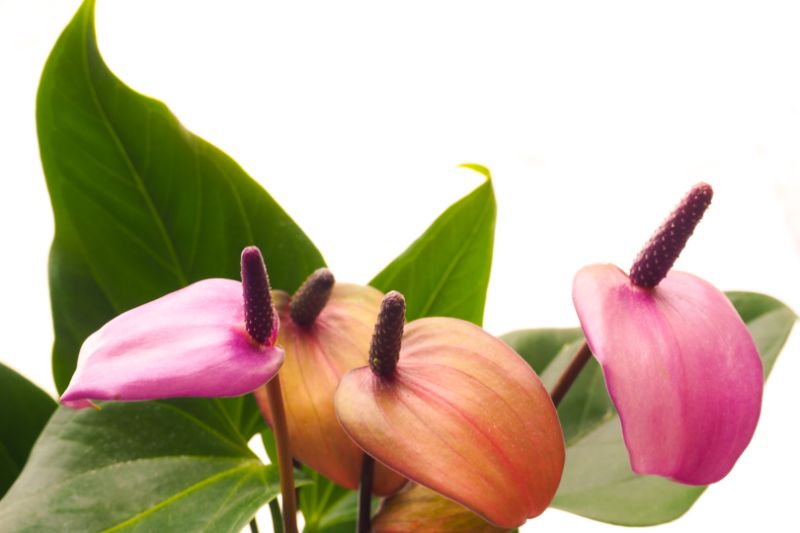 アンスリウムを育てよう 詳しい育て方と基本データをご紹介 胡蝶蘭 スタンド花のプレミアガーデン