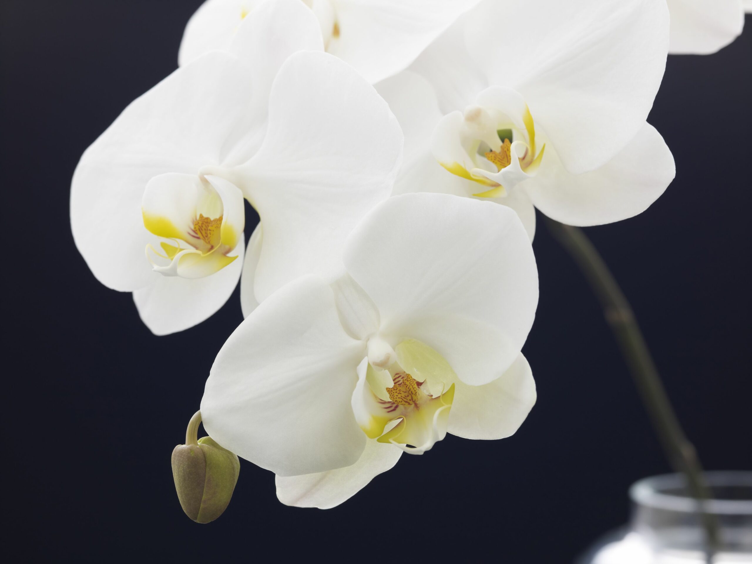 四十九日や法要で胡蝶蘭は選んでもいい 注意点や購入方法を紹介 胡蝶蘭 スタンド花のプレミアガーデン