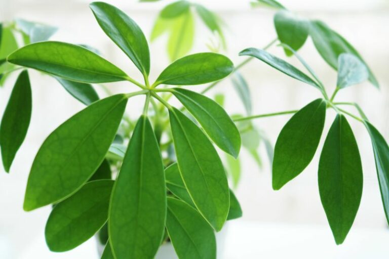 カポック(シェフレラ)の基本的な育て方|管理や植え替えの方法 | 胡蝶蘭・スタンド花のプレミアガーデン
