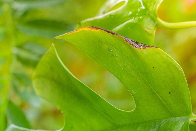 葉っぱに元気がない 観葉植物の葉っぱが弱る原因と対処法をご紹介 胡蝶蘭 スタンド花のプレミアガーデン