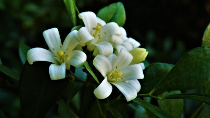 お花を咲かせる観葉植物 シルクジャスミン 月橘 ゲッキツ の育て方 胡蝶蘭 スタンド花のプレミアガーデン