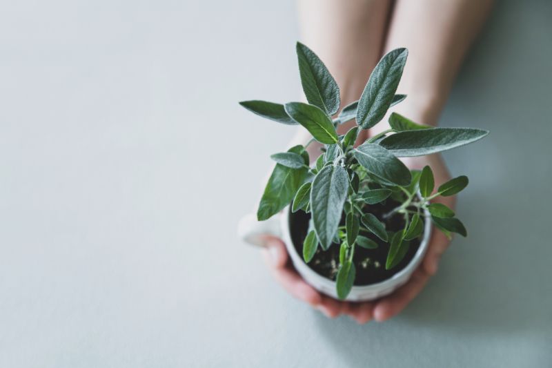 観葉植物を長く楽しもう 寿命や長持ちするおすすめの種類 胡蝶蘭 スタンド花のプレミアガーデン