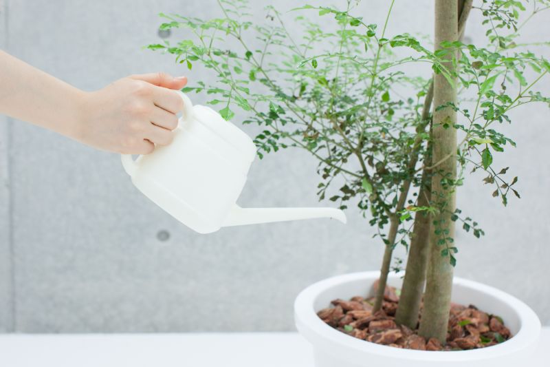 観葉植物を長く楽しもう 寿命や長持ちするおすすめの種類 胡蝶蘭 スタンド花のプレミアガーデン