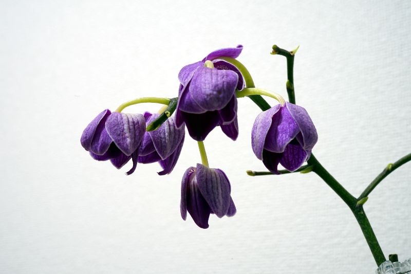 胡蝶蘭のしおれた花の摘み方は しおれたときの対処法や花を長くきれいに楽しむヒントをご紹介 胡蝶蘭 スタンド花のプレミアガーデン