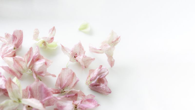 胡蝶蘭をドライフラワーで楽しむ 作り方やアレンジ方法 胡蝶蘭 スタンド花のプレミアガーデン