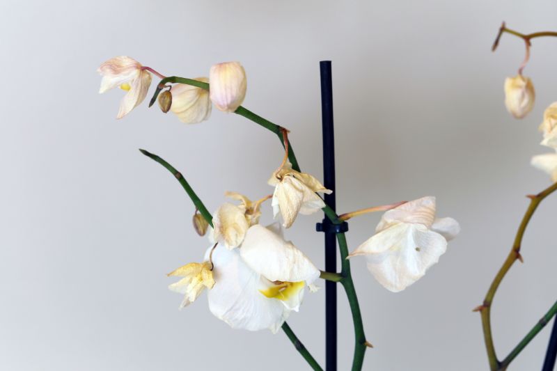 胡蝶蘭のしおれた花の摘み方は しおれたときの対処法や花を長くきれいに楽しむヒントをご紹介 胡蝶蘭 スタンド花のプレミアガーデン