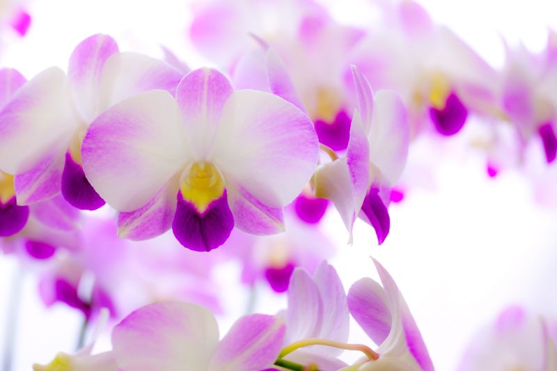 胡蝶蘭の花言葉は怖い 色別の花言葉や由来について 胡蝶蘭 スタンド花のプレミアガーデン