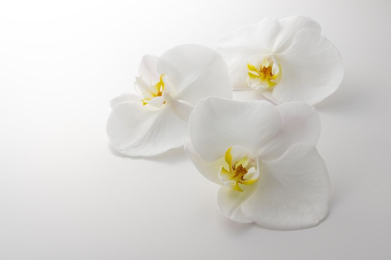 胡蝶蘭が枯れてしまったら お手入れ方法や復活の方法を詳しく解説 胡蝶蘭 スタンド花のプレミアガーデン